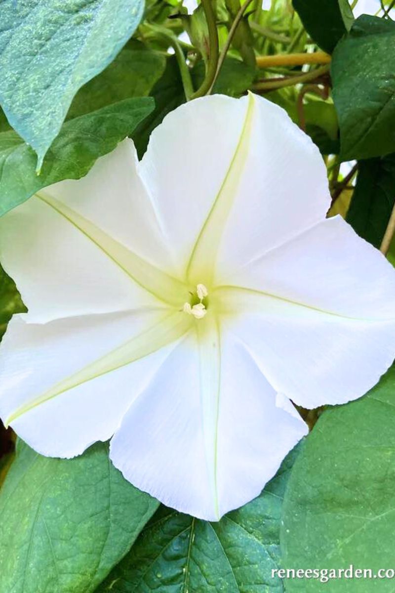 Renee's Garden Heirloom Flowering Vine Fragrant Moonflower Seeds