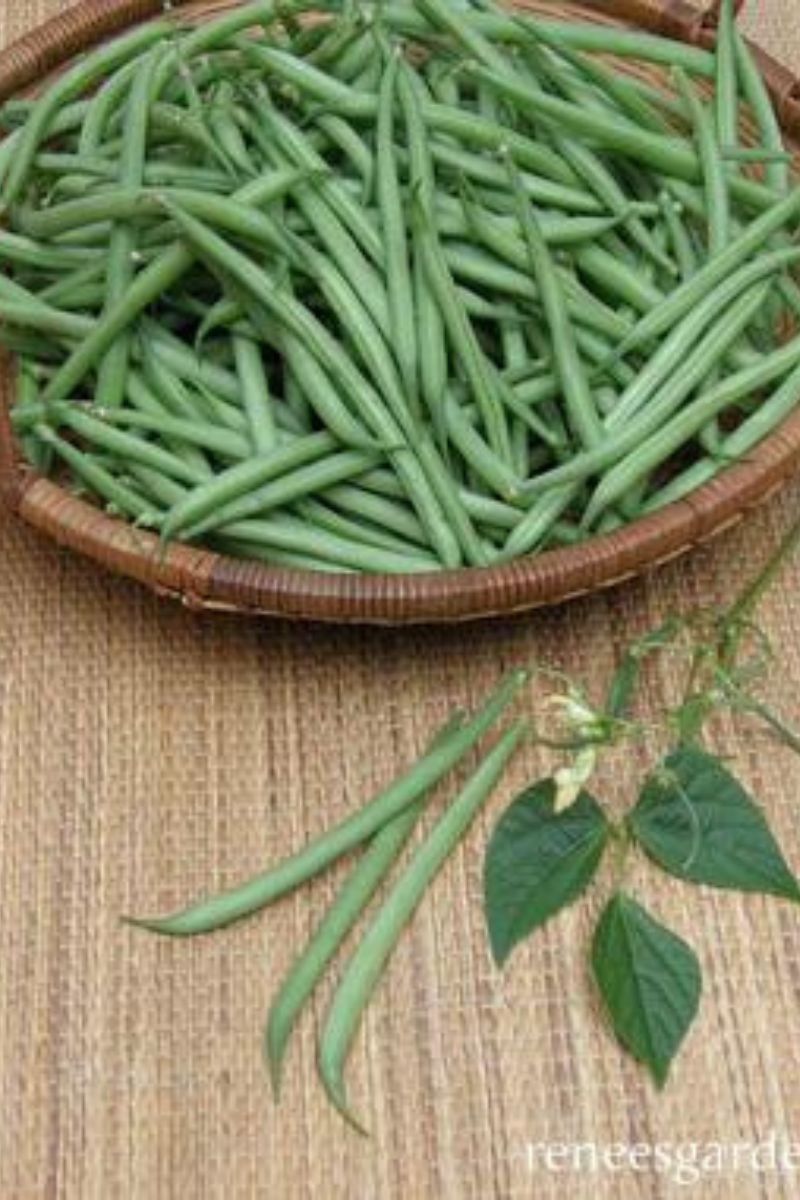 Renee's Garden Conbtainer Bush Beans French Mascotte Seeds