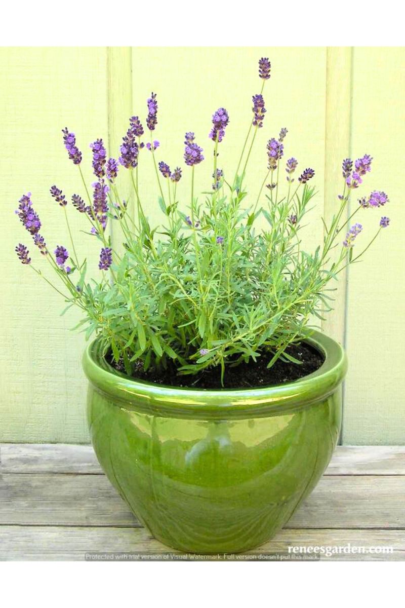Renee's Garden Container Herbs French Perfume Lavender Seeds