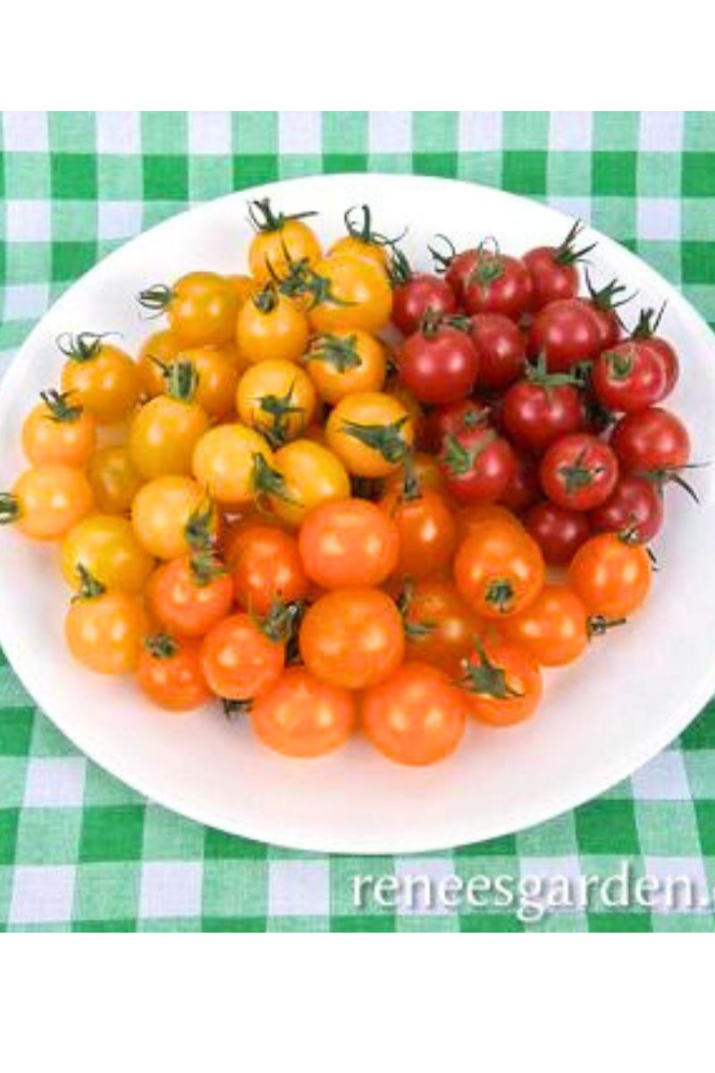 Renee's Garden Tricolor Cherry Tomatoes Garden Candy Seeds