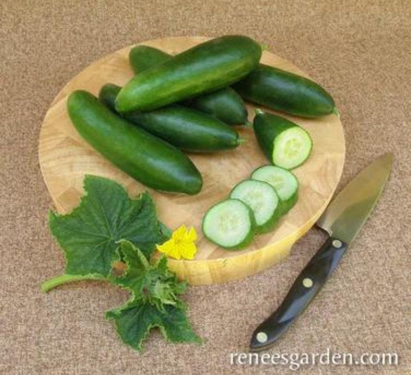 Renee's Garden Mediterranean Cucumber Garden Oasis Seeds