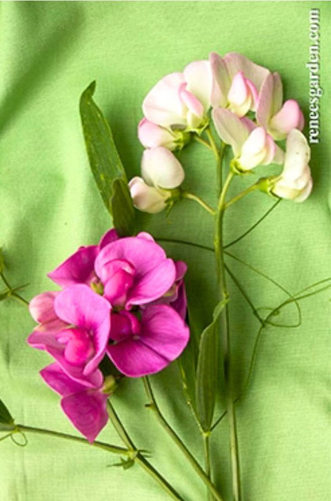 Renee's Garden Perennial Sweet Peas Garden Orchids Seeds