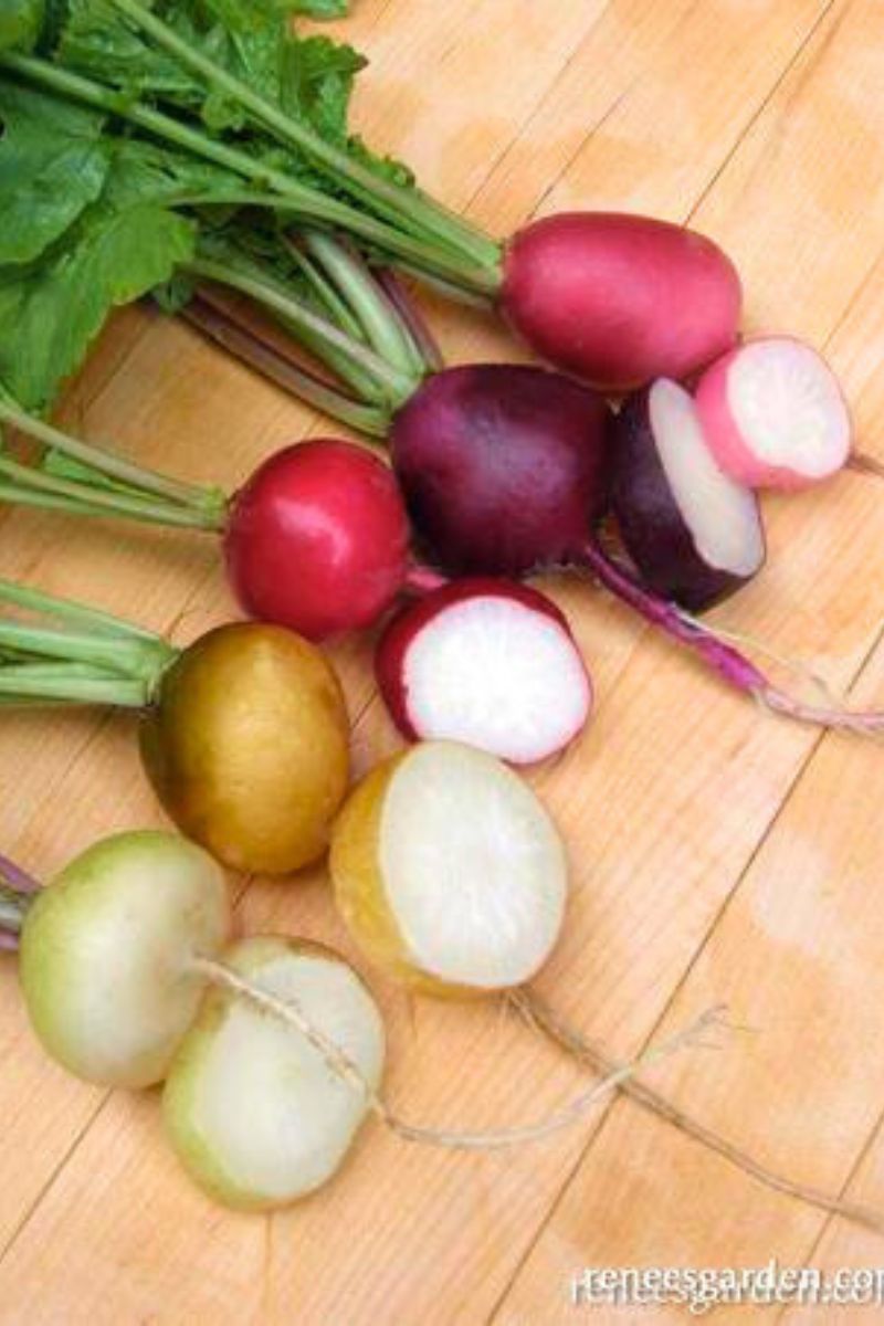 Renee's Garden Five Color Radish Mix Garden Party Seeds