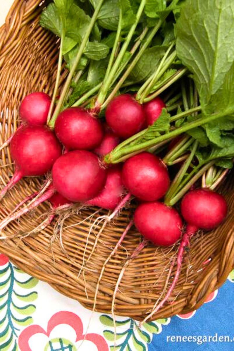 Renee's Garden Heirloom Radishes German Giant Organic Seeds