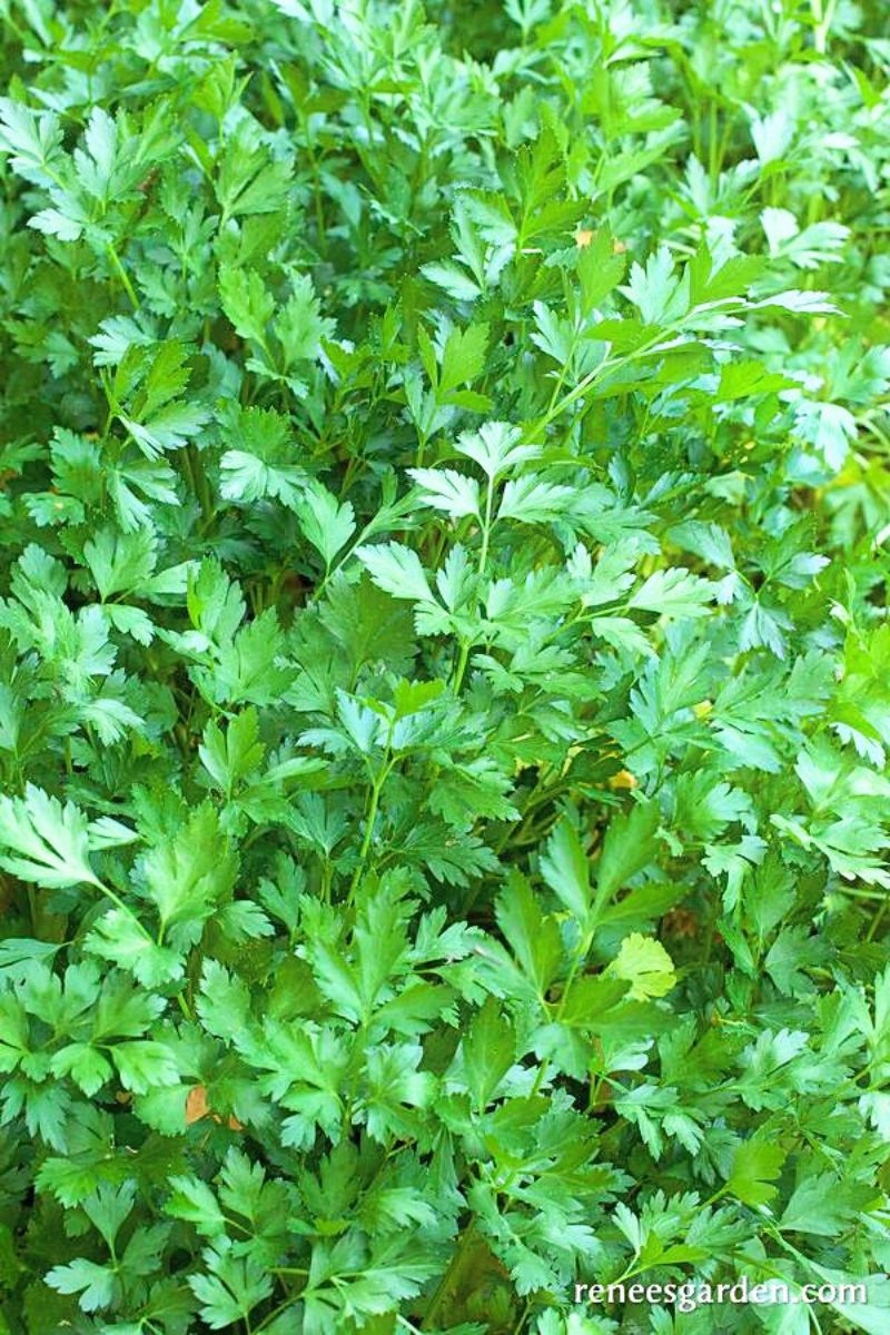 Renee's Garden Kitchen Herbs Italian "Gigante" Parsley Seeds