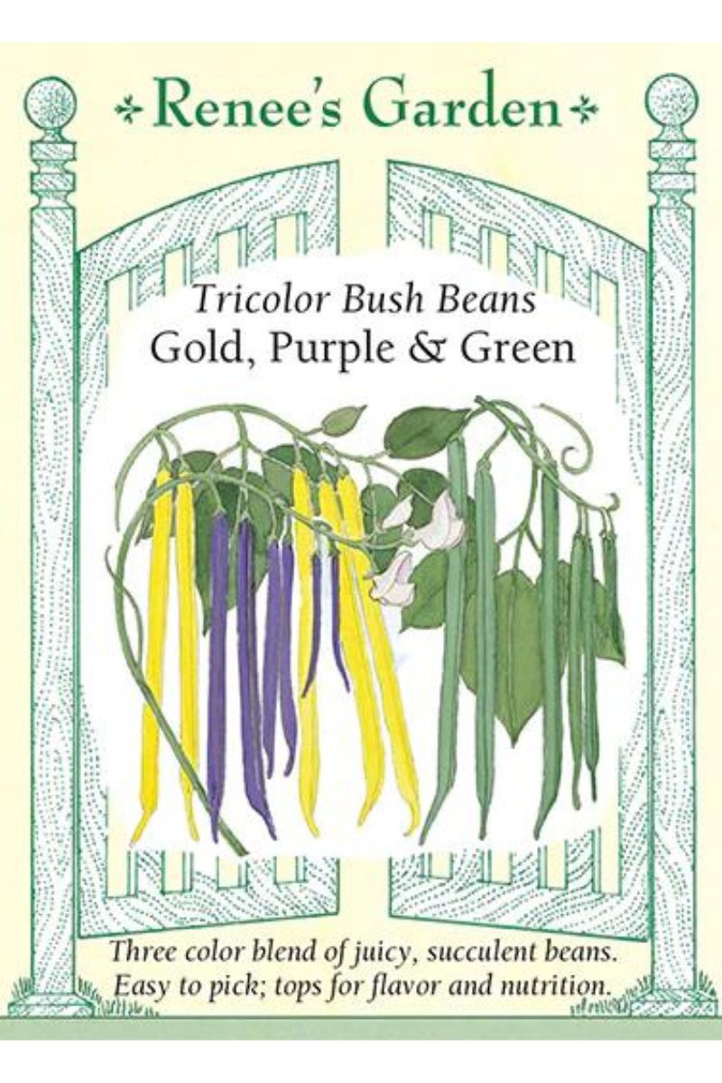 Renee's Garden Tricolor Bush Beans Gold, Purple & Green Seeds