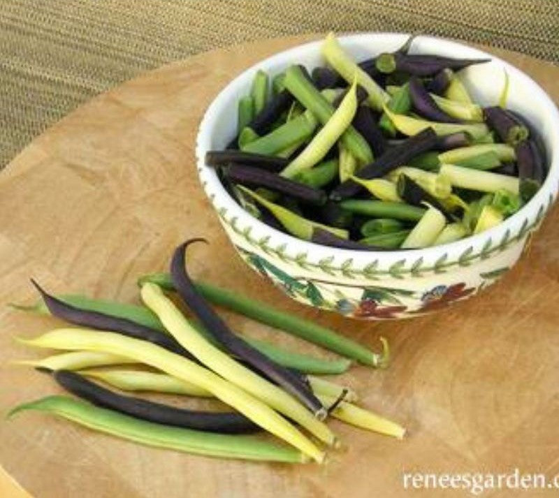 Renee's Garden Tricolor Bush Beans Gold, Purple & Green Seeds