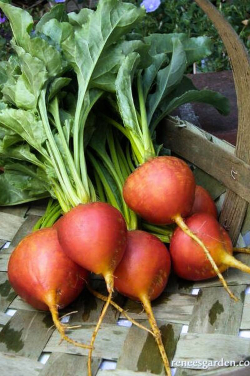 Renee's Garden Gourmet Beets Golden Seeds