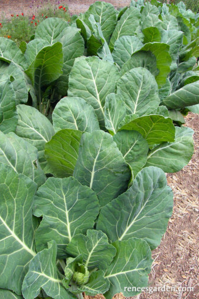 Renee's Garden Gourmet Collards Green Flash Seeds