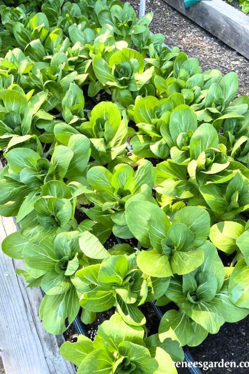 Renee's Garden Baby Pak Choi Green Fortune Seeds