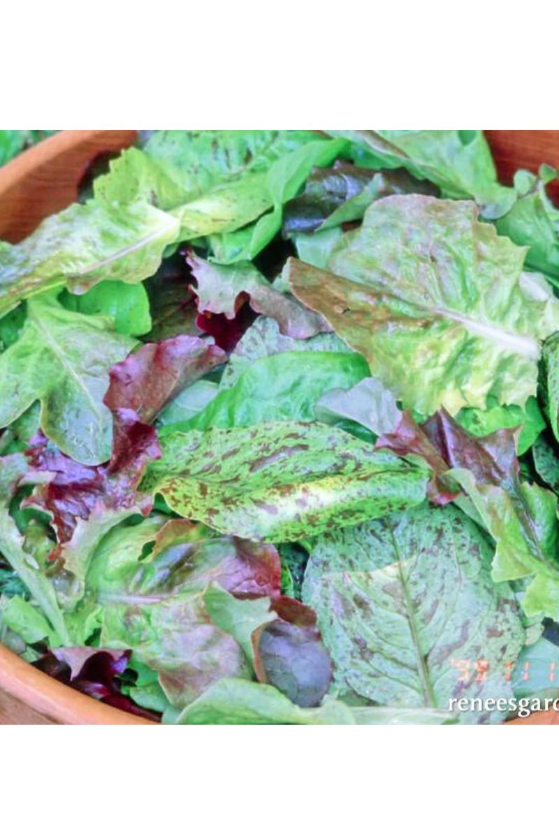 Renee's Garden Baby Leaf Lettuce Heirloom Cutting Mix Seeds