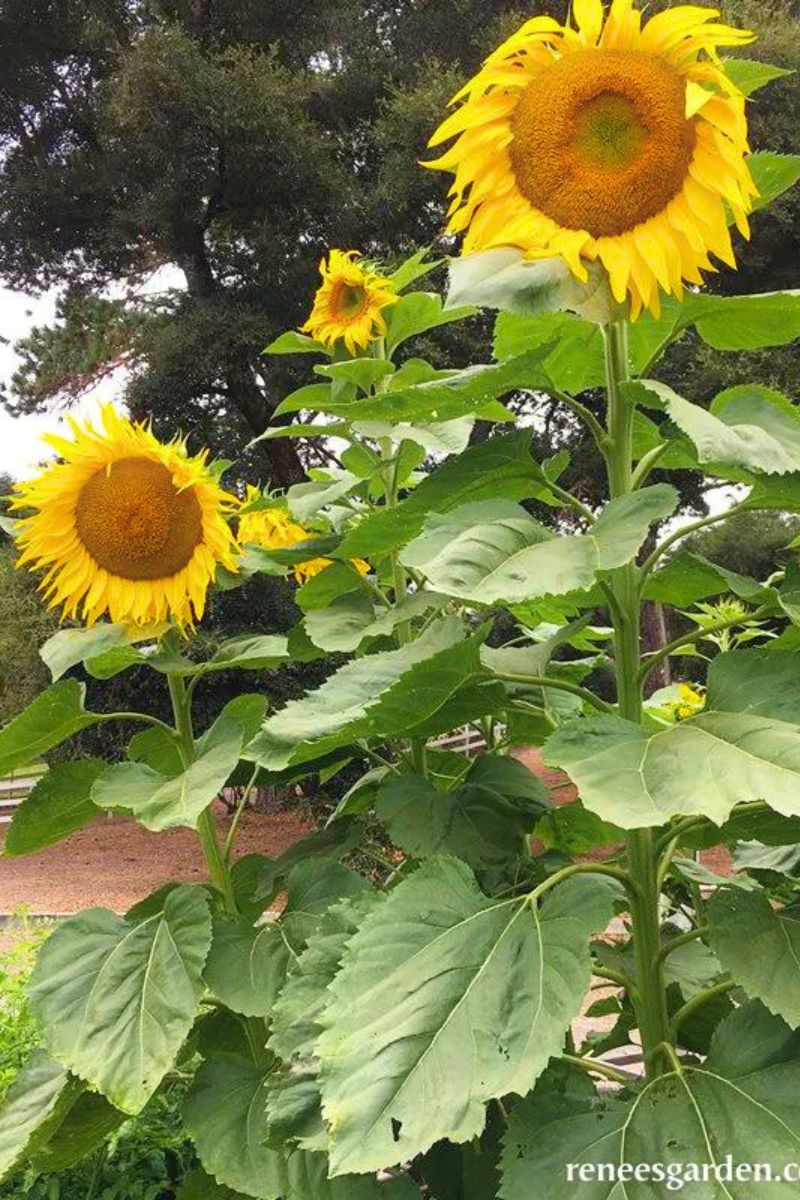 Renee's Garden Giant Sunflowers Heirloom Titan Seeds