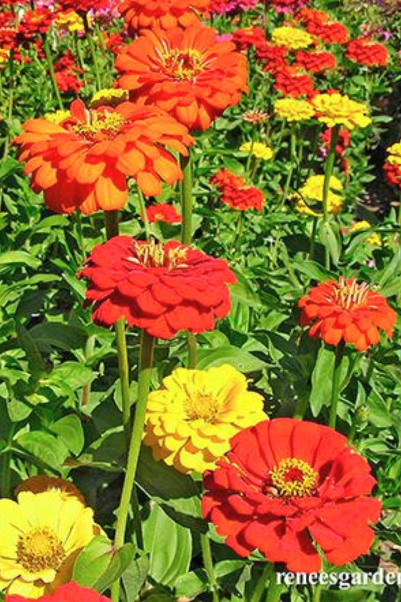 Renee's Garden Cutting Zinnias Hot Crayon Colors Seeds