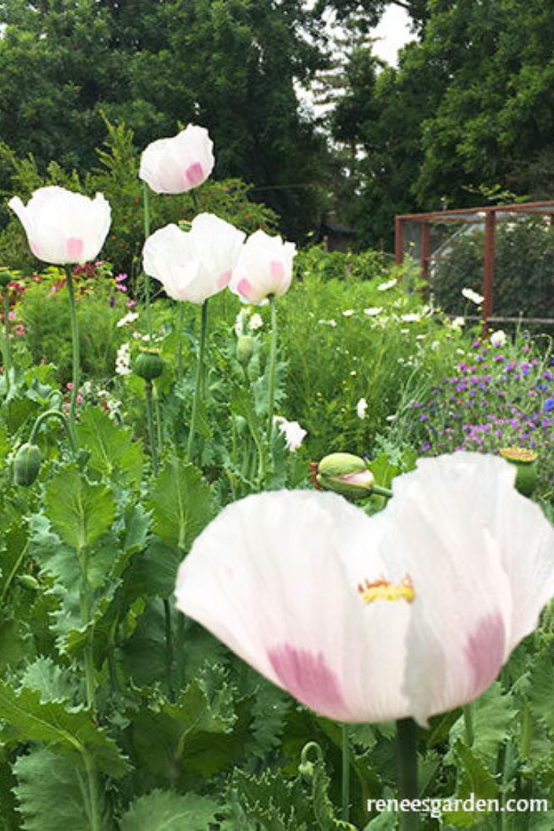 Renee's Garden Heirloom Kitchen Herbs Hungarian Breadseed Poppy Seeds