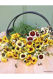 SEED, RENEE'S COREOPSIS INCRED