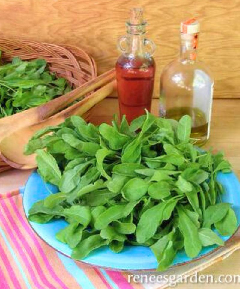 Renee's Garden Kitchen Herbs Heirloom Italian Arugula Seeds