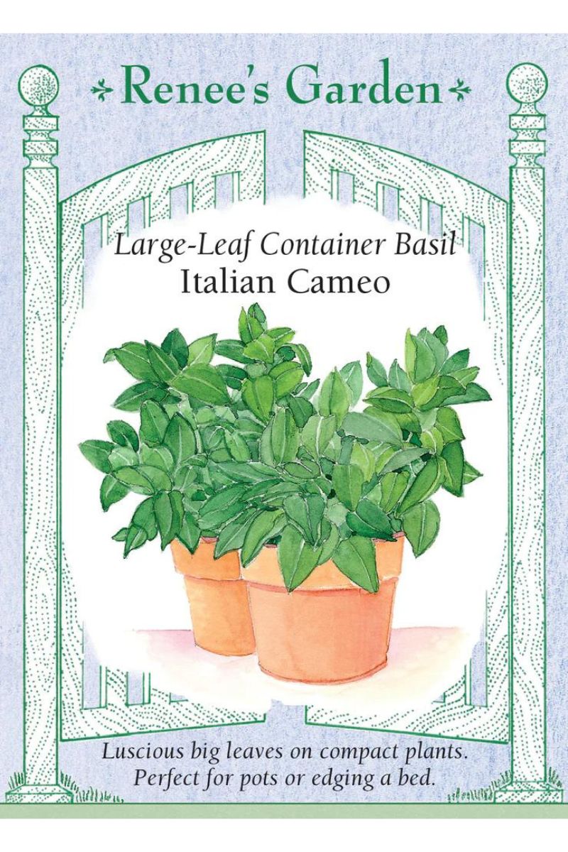 Renee's Garden Large Leaf Container Basil Italian Cameo Seeds