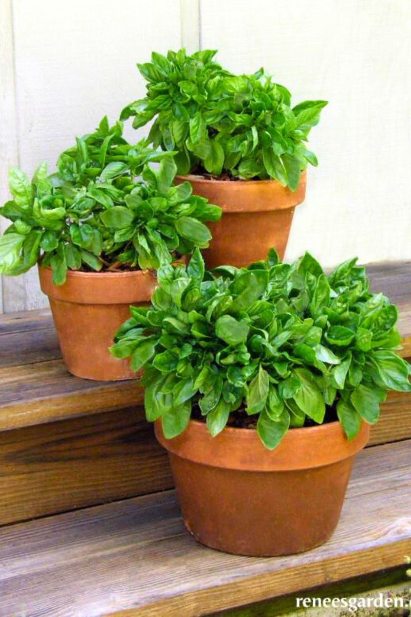 Renee's Garden Large Leaf Container Basil Italian Cameo Seeds