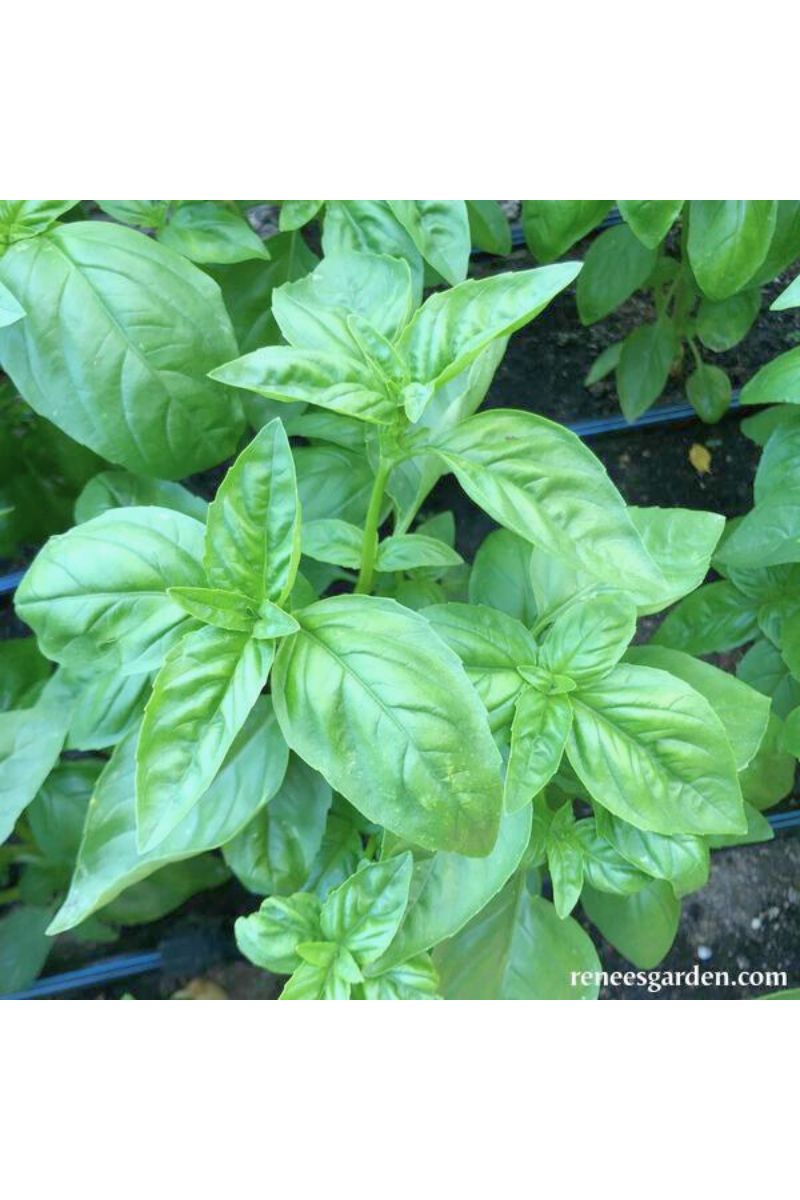 Renee's Garden Kitchen Herbs Italian Pesto Basil Seeds