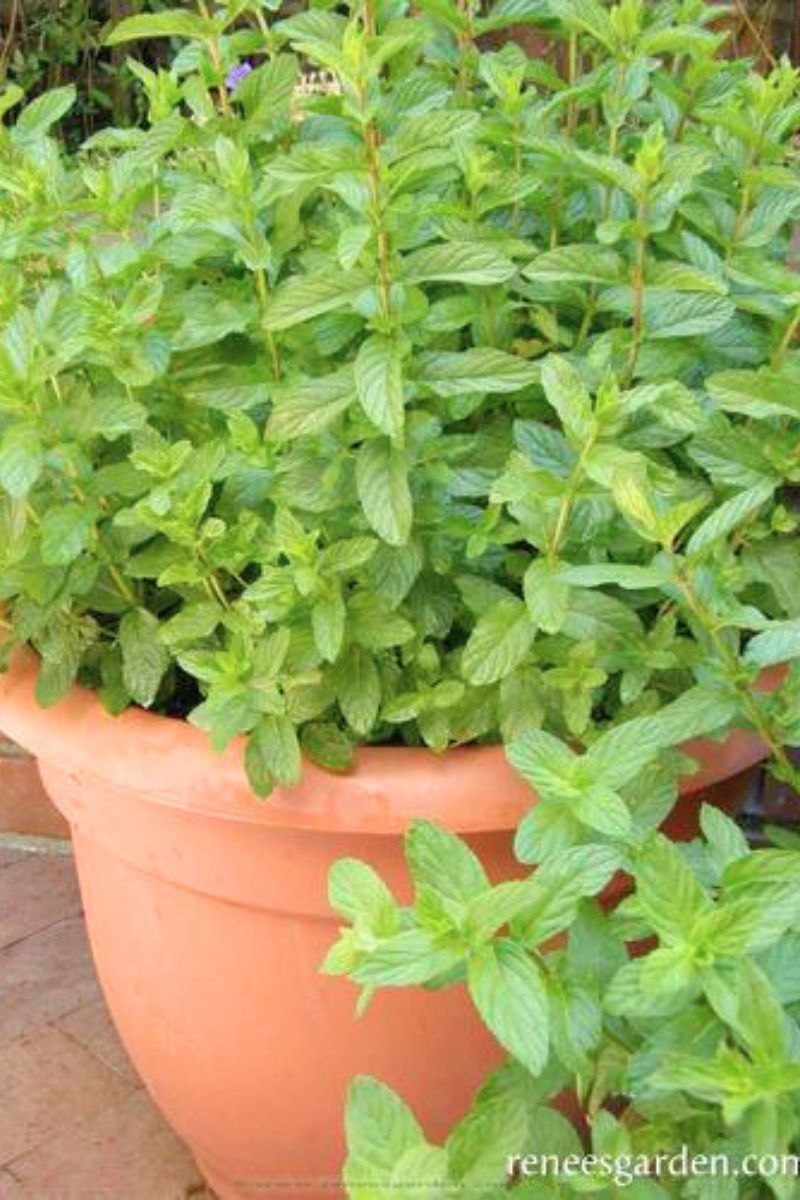 Renee's Garden Kitchen Herbs Heirloom Spearmint Seeds