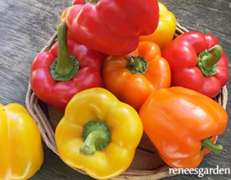 Renee's Garden Jewel-Toned Bell Peppers Crimson, Gold & Orange Seeds