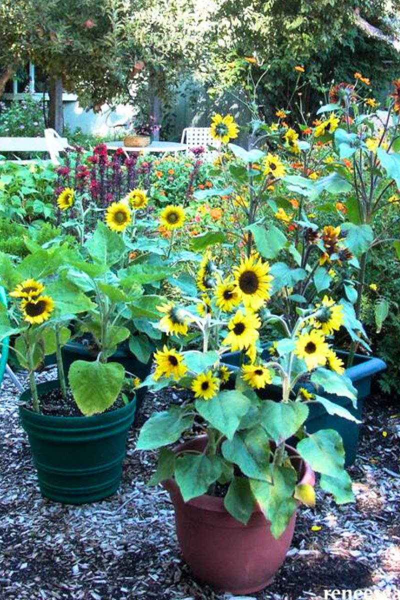renee's garden seeds Renee's Garden Container Flowers Junior Seeds