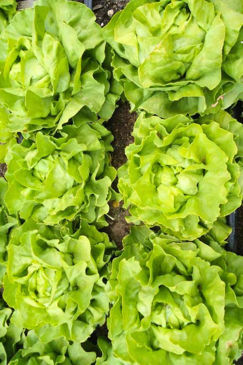 Renee's Garden Heirloom Butterhead Lettuce Kagraner Sommer Organic Seeds