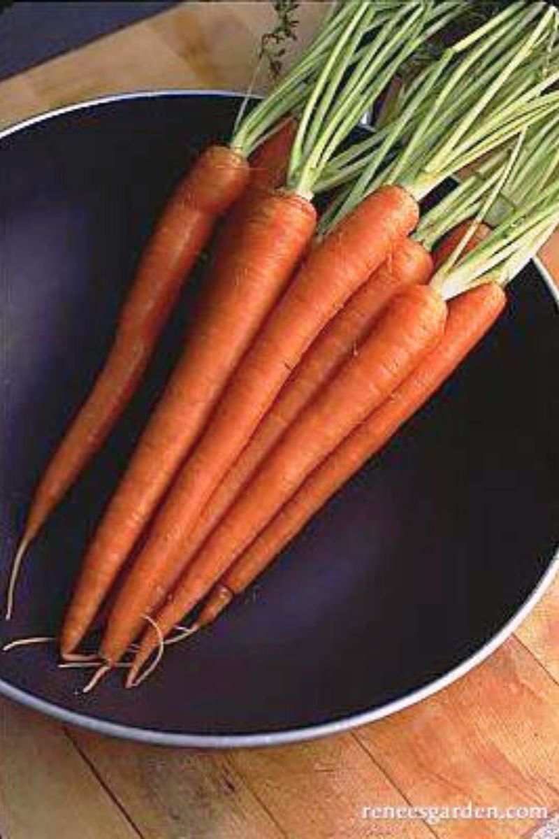 Renee's Garden Long Sweet Carrots King Midas Seeds