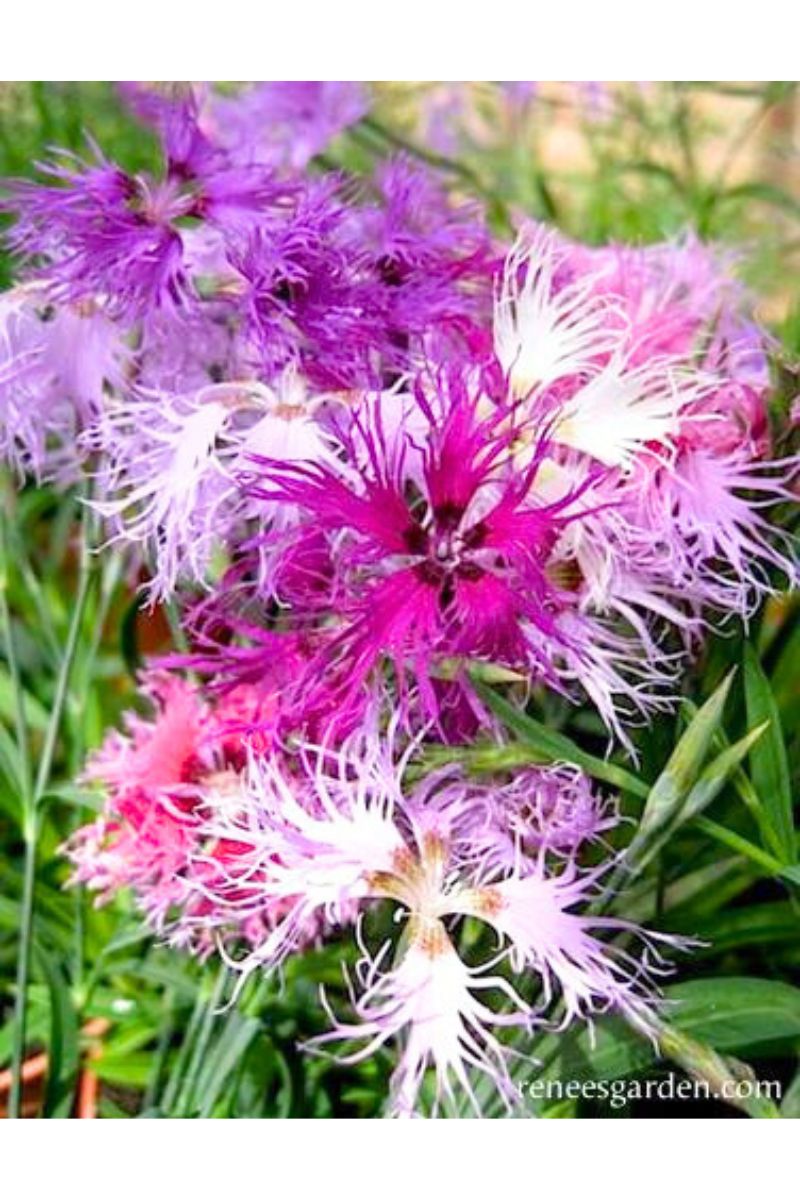 Renee's Garden Fragrant Dianthus Lace Perfume Seeds