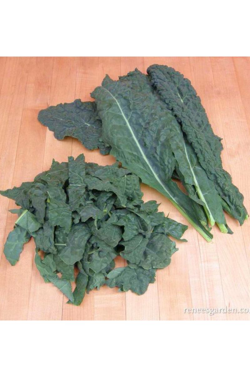 Renee's Garden Heirloom Kale Lacinato "Dinosaur" Organic Seeds