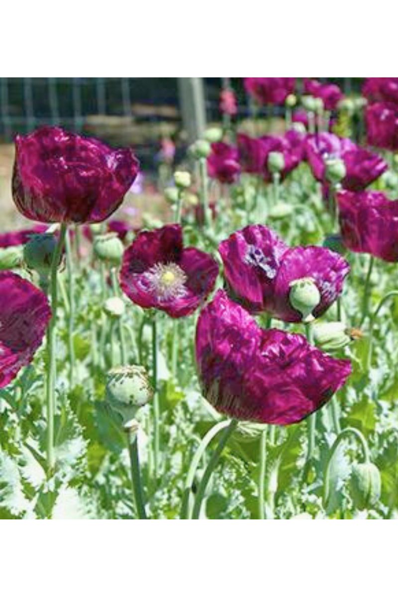 Renee's Garden Heirloom Poppies Lauren's Dark Grape Seeds