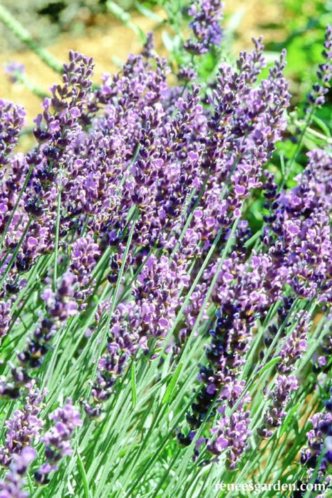 Renee's Garden Scented Herbs Lavender Hidcote Seeds