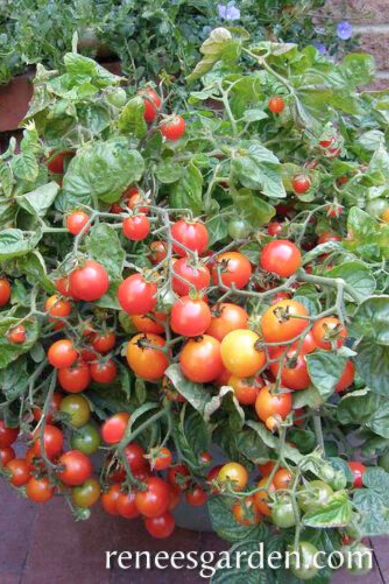 Renee's Garden Windowbox Tomatoes Litt'l Bites Cherry Seeds