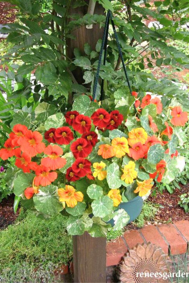 Renee's Garden Hanging Basket Nasturtiums Little Firebirds Seeds