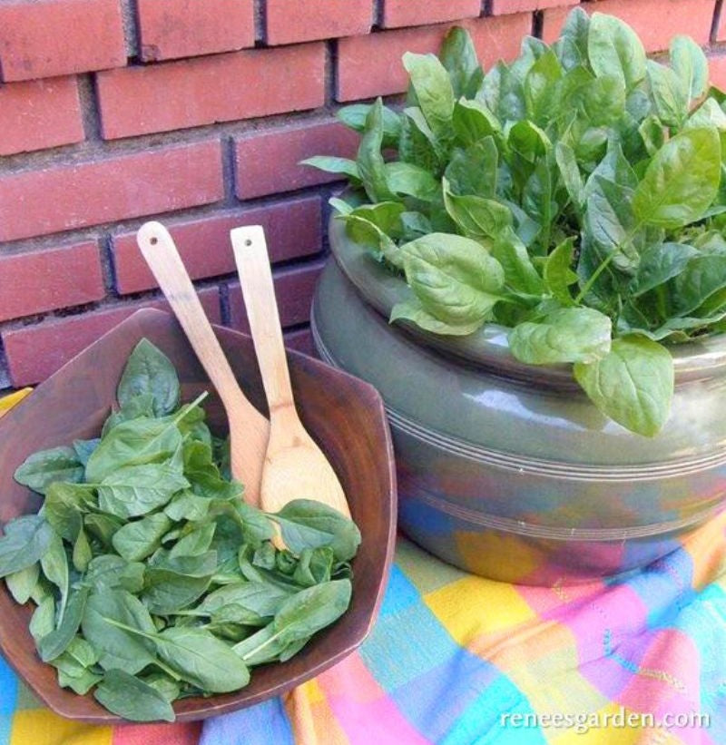 Renee's Garden Container Baby Leaf Spinach Little Hero Seeds