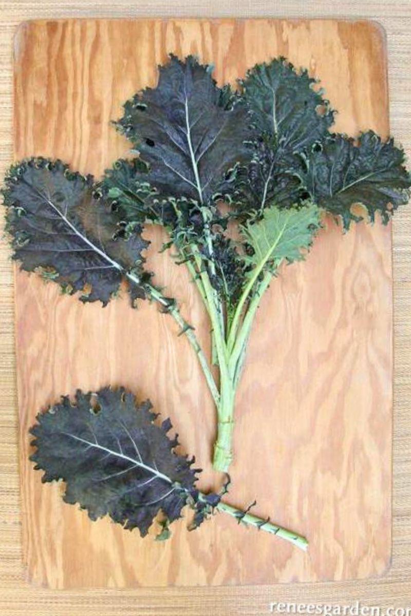 Renee's Garden Soecialty Kale Mars Landing Seeds