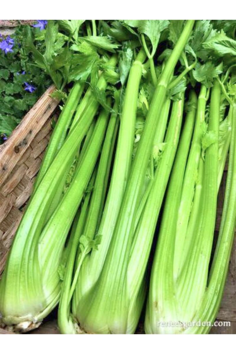 Renee's Garden Stalk Celery Merlin Seeds