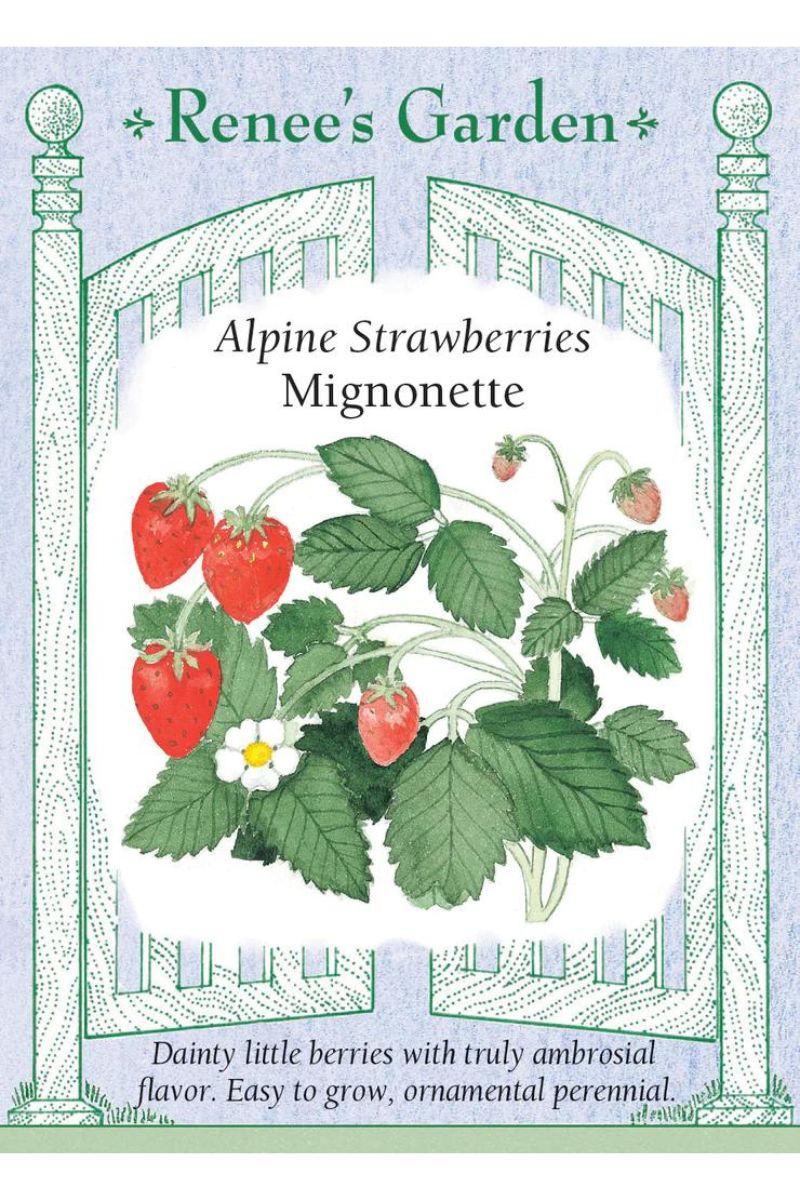 Renee's Garden Alpine Strawberries Mignonette Seeds