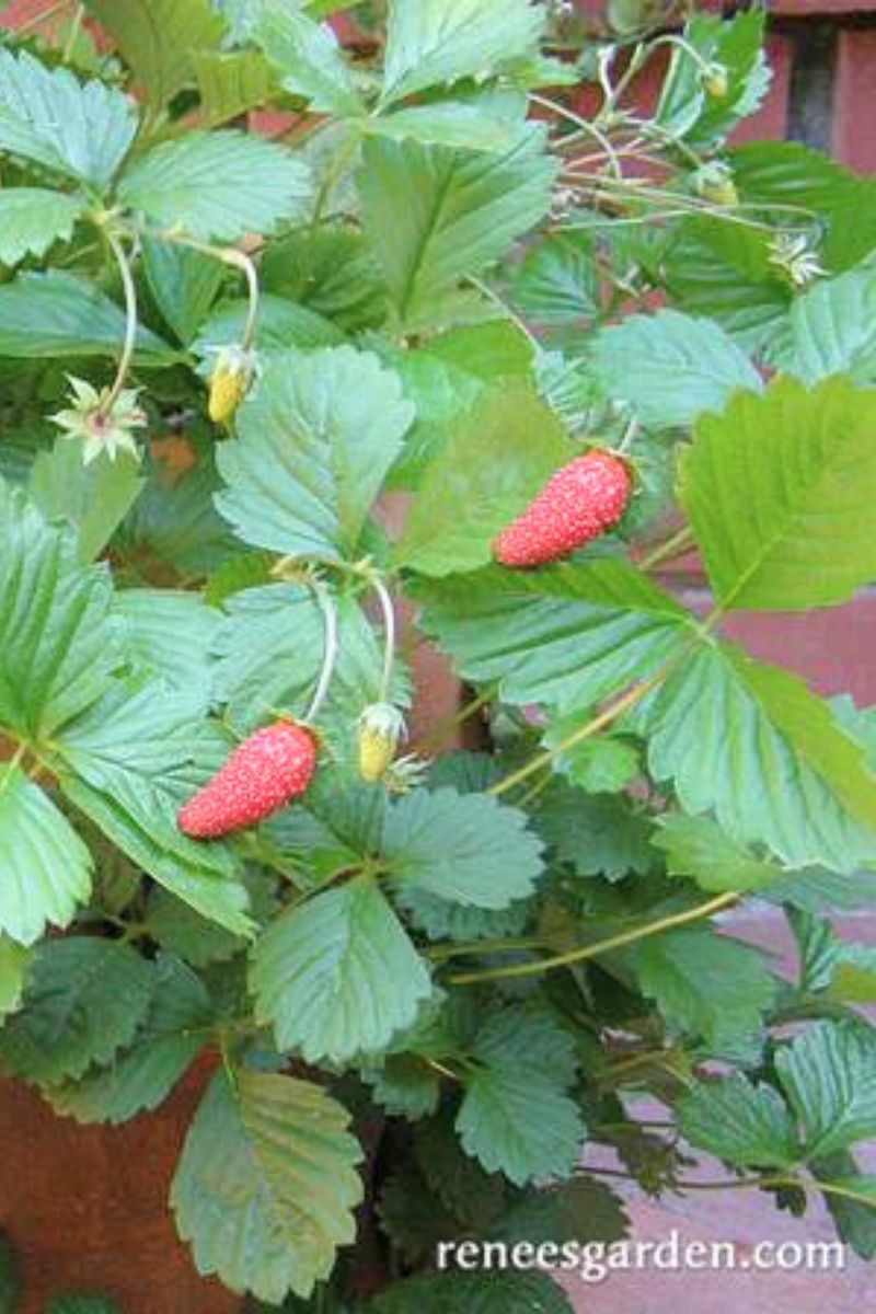 Renee's Garden Alpine Strawberries Mignonette Seeds