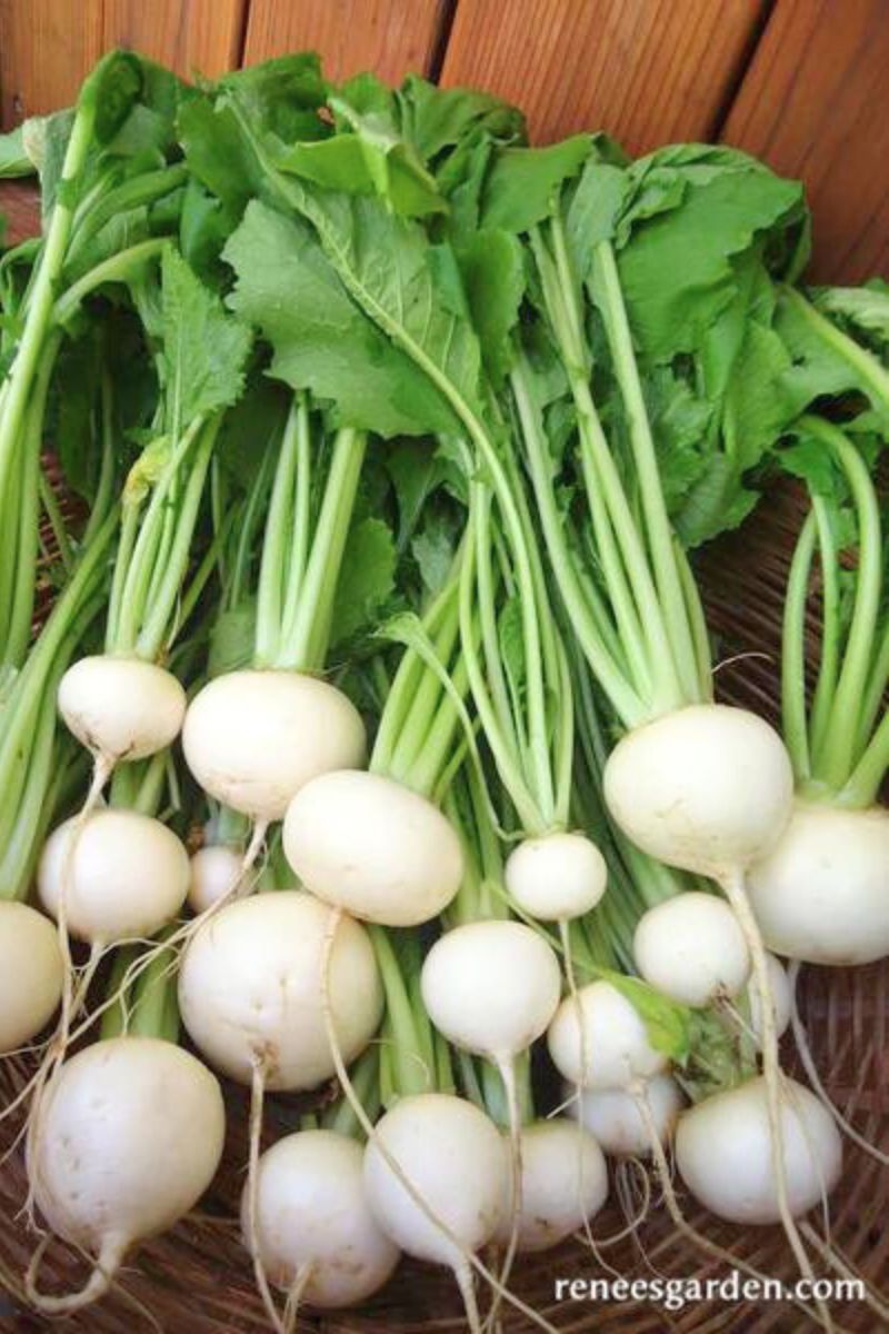 Renee's Garden Japanese Baby Turnips Mikado Seeds