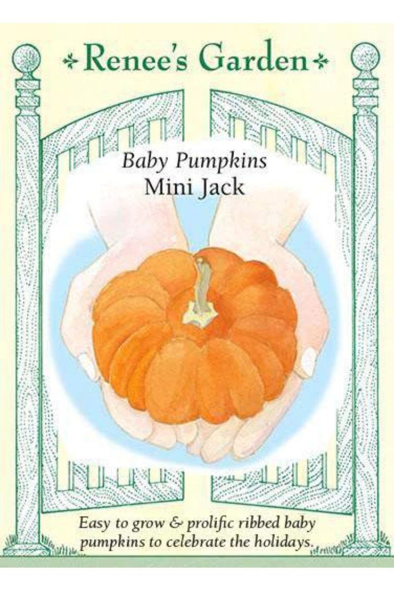 Renee's Garden Baby Pumpkins Mini Jack Seeds