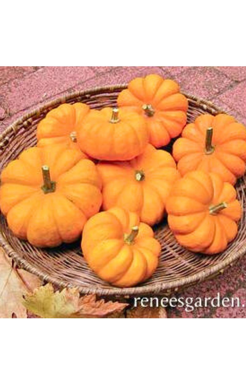 Renee's Garden Baby Pumpkins Mini Jack Seeds