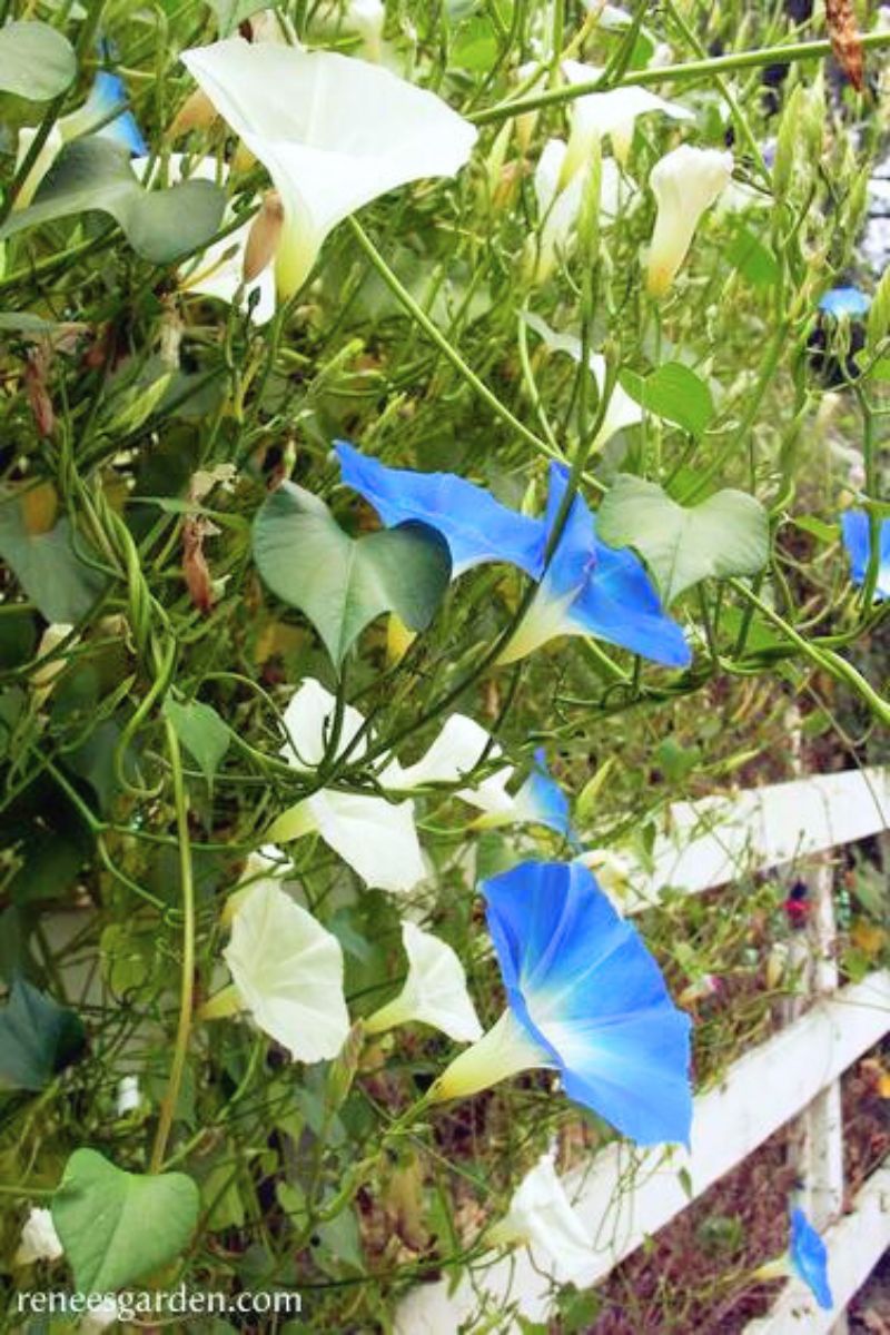 Renee's Garden Heirloom Morning Glory Mailbox Mix Seeds