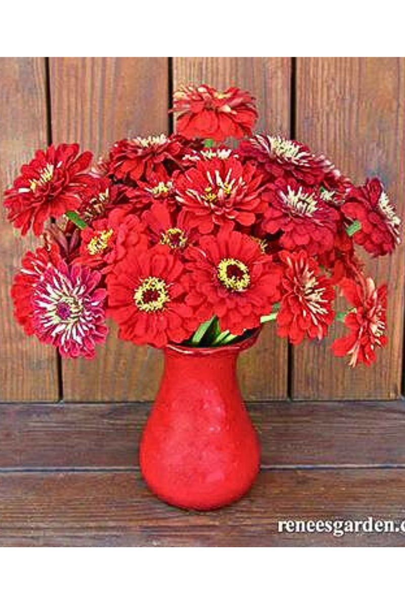 Renee's Garden Heirloom Cutting Zinnias Moulin Rouge Seeds