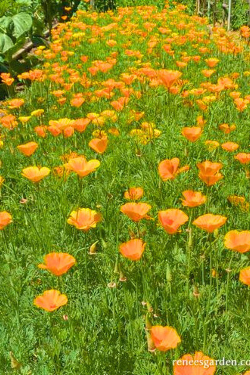 Renee's Garden Heirloom California Poppies Native Orange Seeds