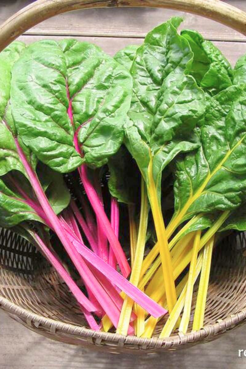 Renee's Garden Rainbow Chard Neon Glow Seeds