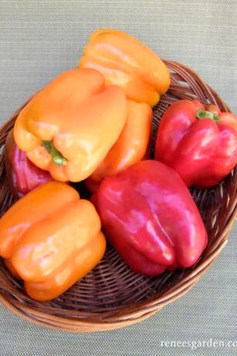 Renee's Garden Sweet Bell Peppers Orange Sun & Jupiter Organic Seeds
