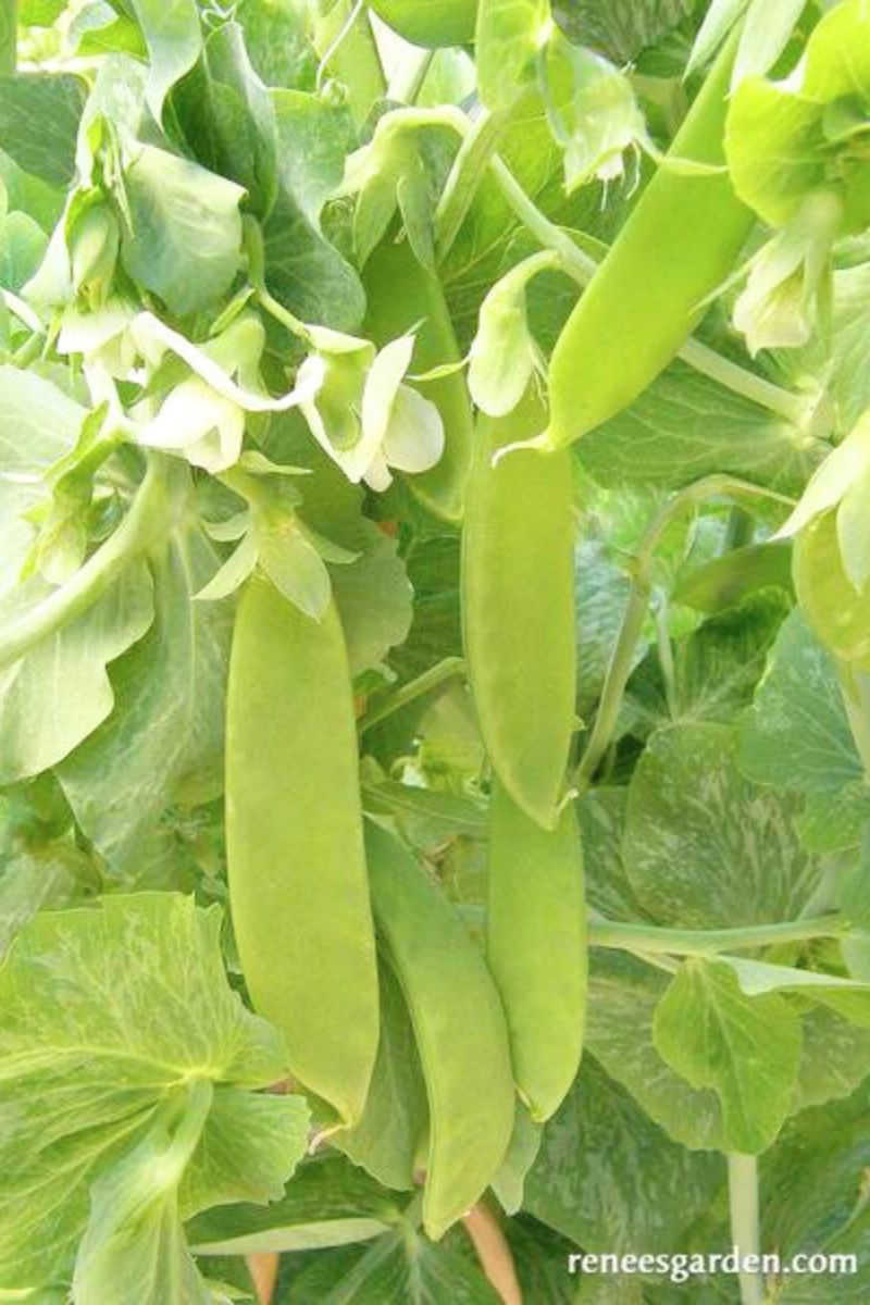 Renee's Garden Edible Pod Snow Peas Oregon Giant Seeds