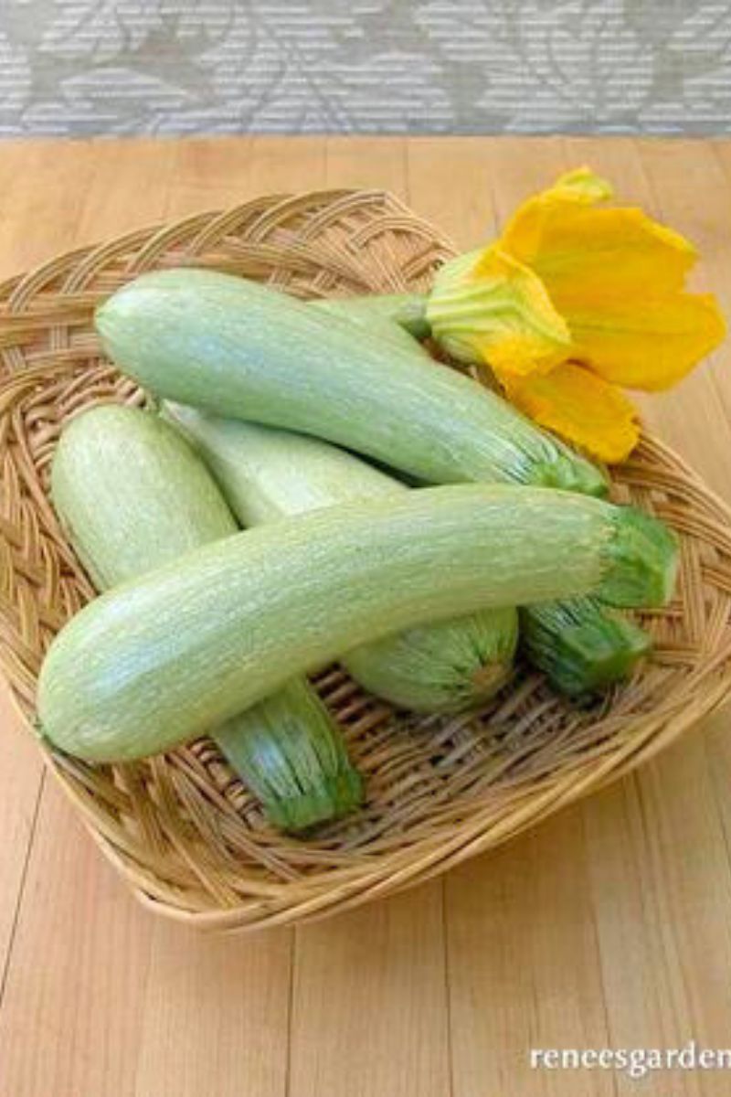 Renee's Garden Heirloom Italian Zucchini Ortolana di Faenza Organic Seeds