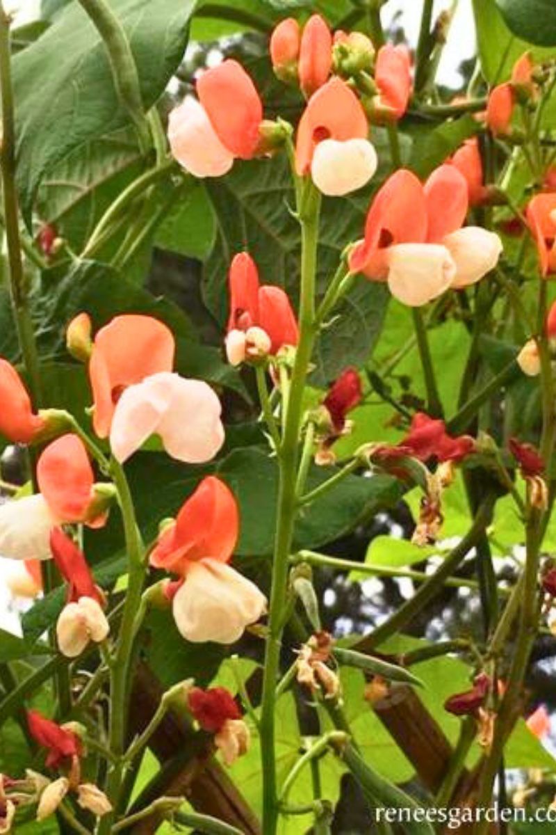 Renee's Garden Heirloom Runner Bean Painted Lady Seeds